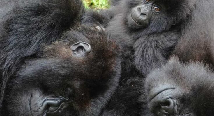 Egy új tanulmány szerint a női hegyi gorillák régi barátokat keresnek egy új csoportban.